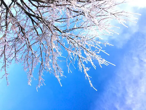 Tree branches covered in ice with a bright blue sky behind after an ice storm in Canada