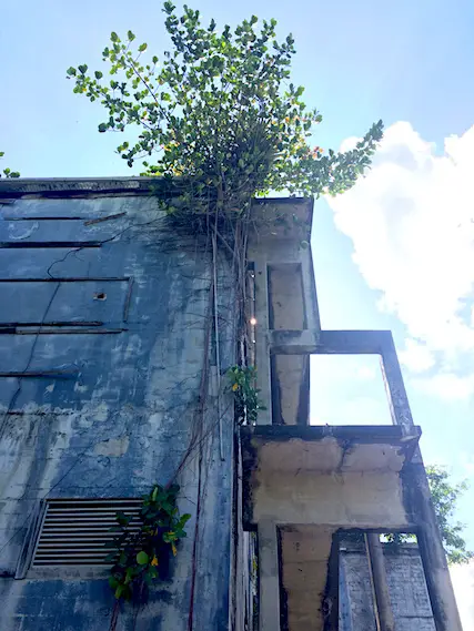 Trees growing out of abandoned building at Bamboo Cathedral hike, Trinidad.