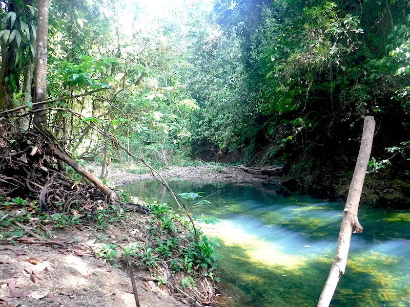 Looking down the river through the jungle on Avocat Waterfall hike, Trinidad