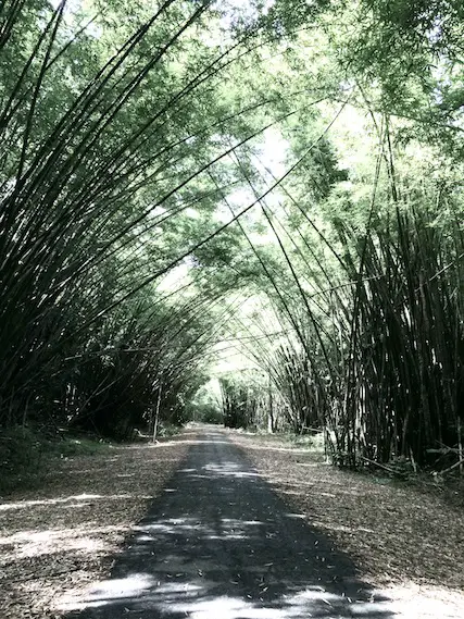 Bamboo branches making an archway over a path at Bamboo Cathedral, Trinidad