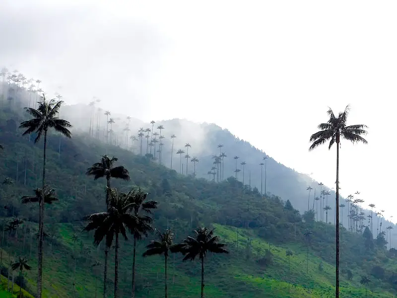 View across rolling hills of Cocora Valley, Colombia dotted in tall wax palm trees.