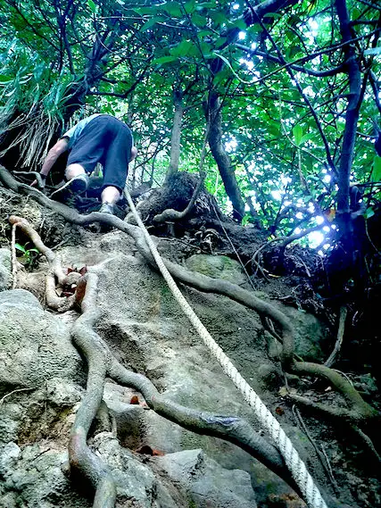 Man climbing down cliff covered in roots using a rope.