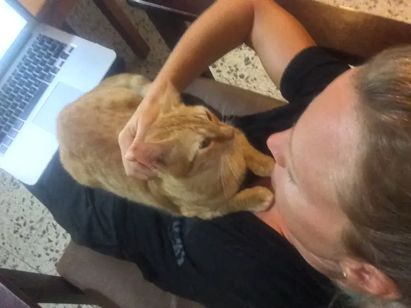 Lady trying to work on a laptop with a cat sitting on her chest.