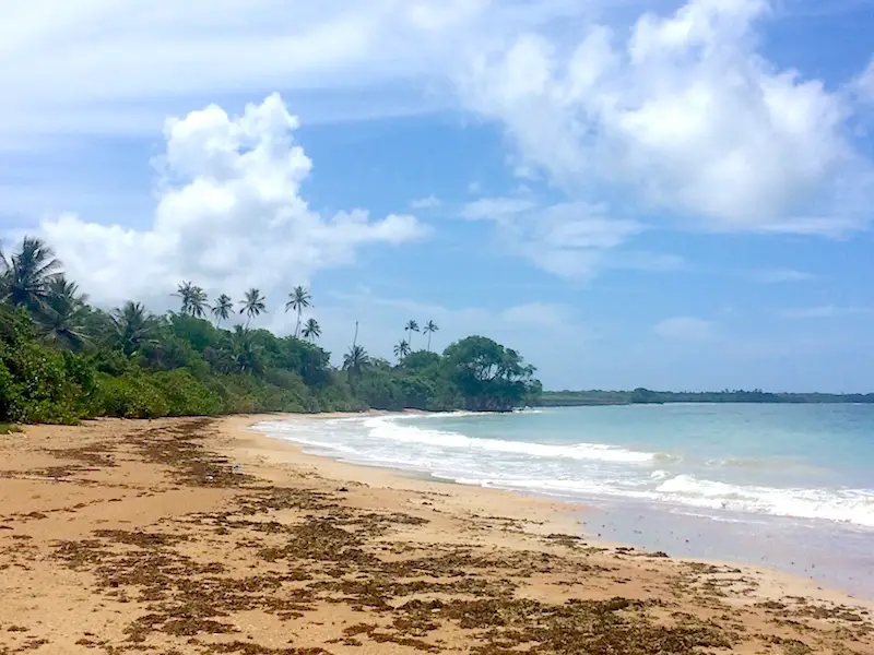 Deserted beach with golden sand and seaweed in Tobago.