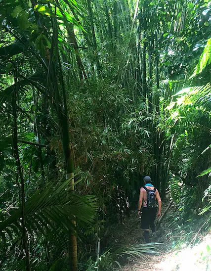 Terry hiking deep in the Main Ridge Forest Reserve, Tobago.