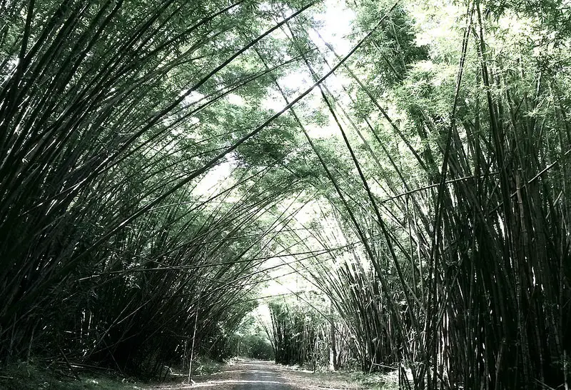 bamboo stems creating a natural arch over a path in Trinidad