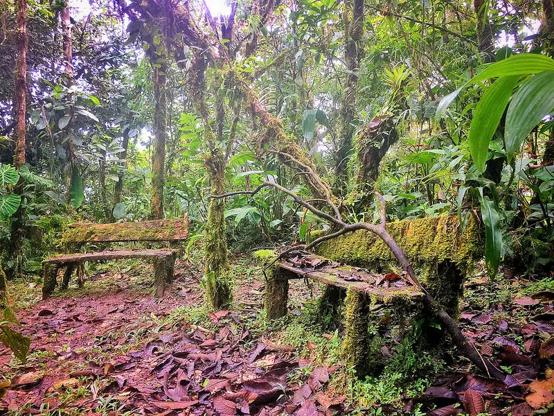Park benches covered in moss and cloud forest taking over the area on El Valle hike in mountains, Panama.