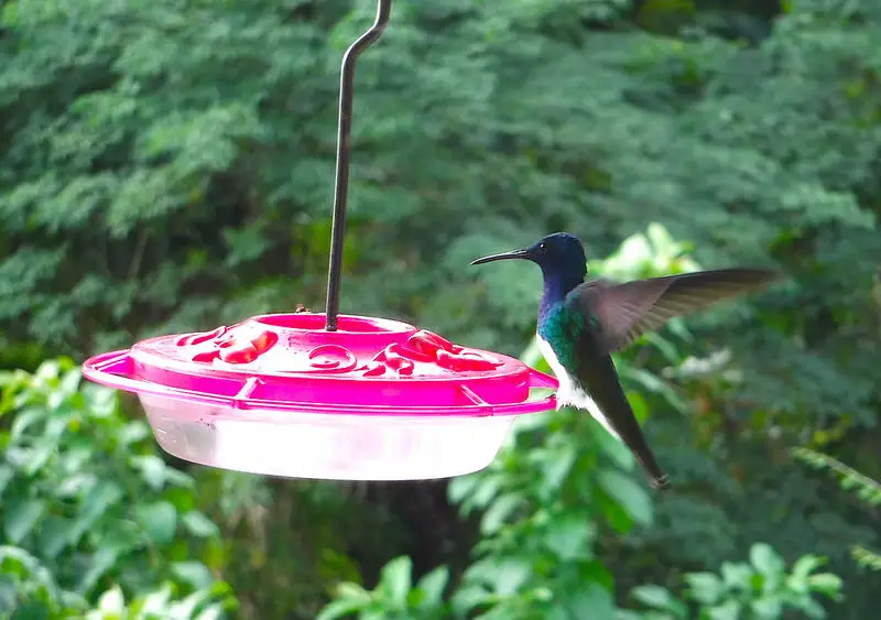 blue and green hummingbird sitting on a feeder with wings in motion.