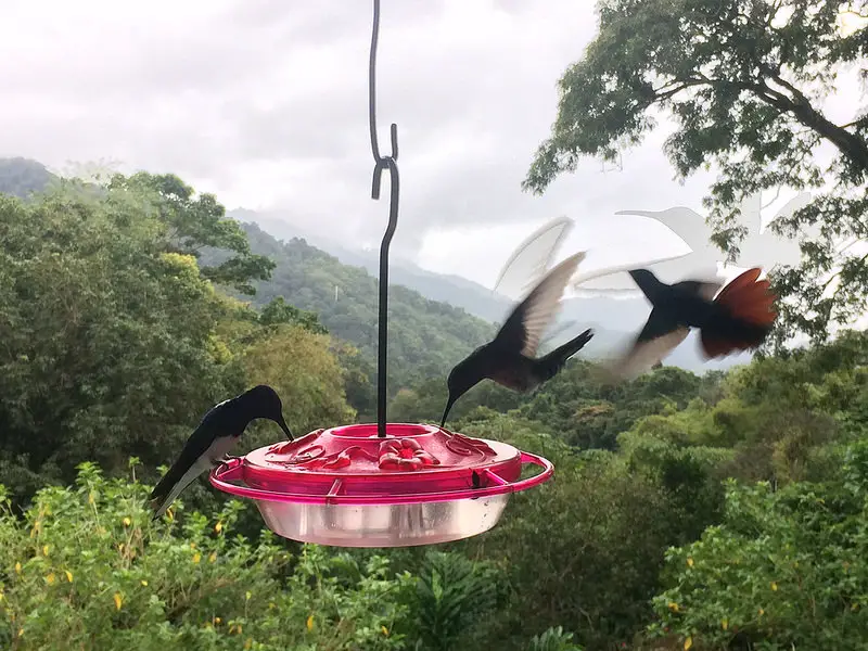 Three hummingbirds at a plastic feeder with lush valley behind in Trinidad
