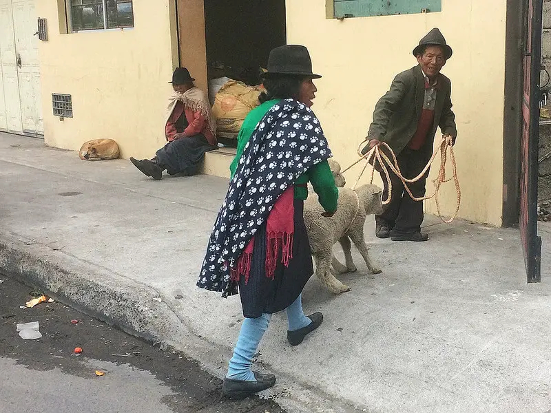 Elderley indigenous couple dragging sheep home from the market in Ecuador.