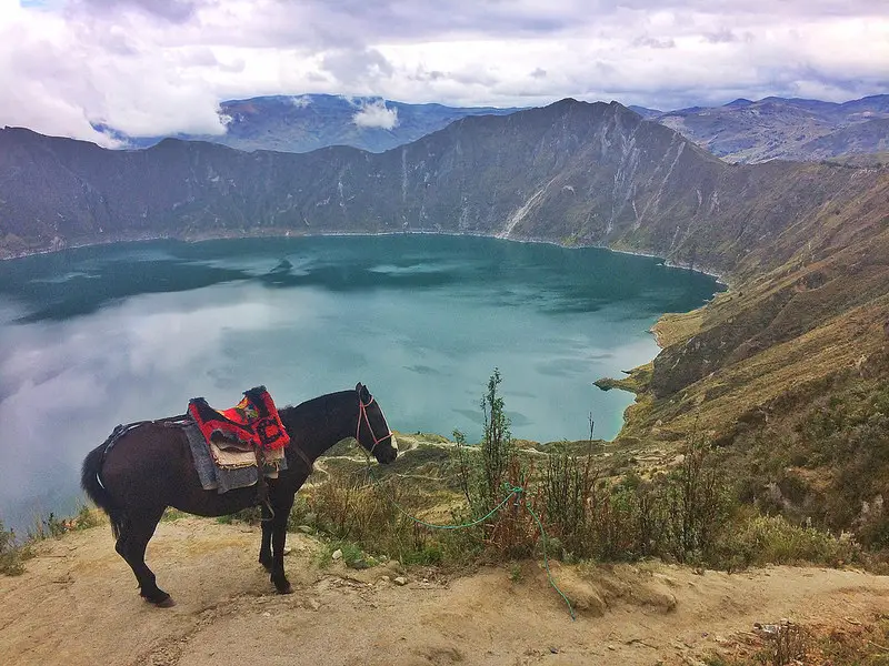 Mule with saddle standing alone on the edge of a path down to the emerald coloured Laguna Quilotoa near Quito, Ecuador.