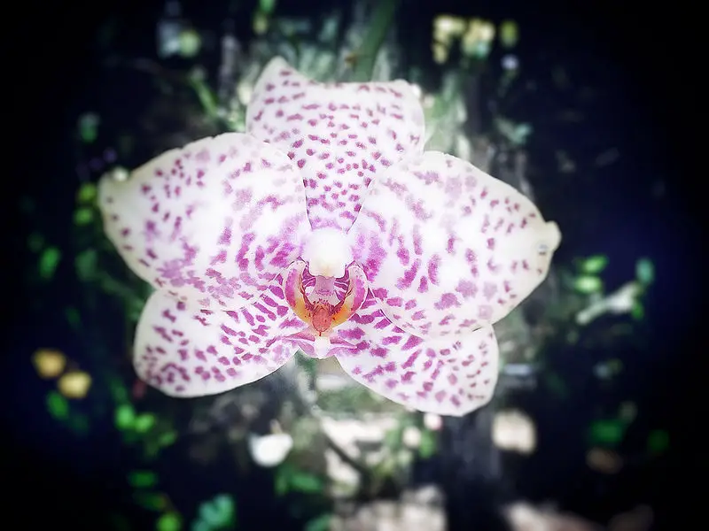 Beautiful pink and white orchid in Port of Spain Botanical Gardens, Trinidad