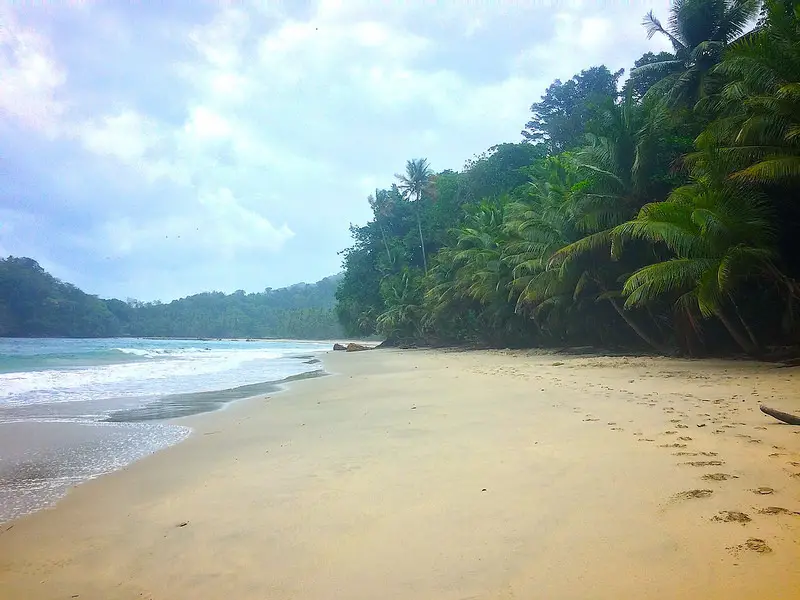 deserted Caribbean beach with golden sand and palm trees in Trinidad.