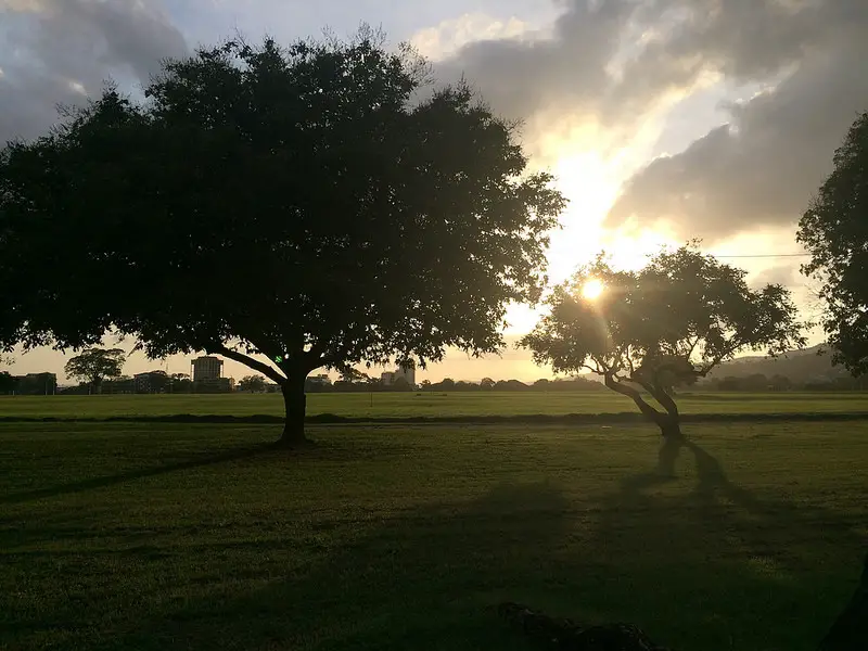 Sunset behind trees at Queens Park Savannah in Port of Spain, Trinidad