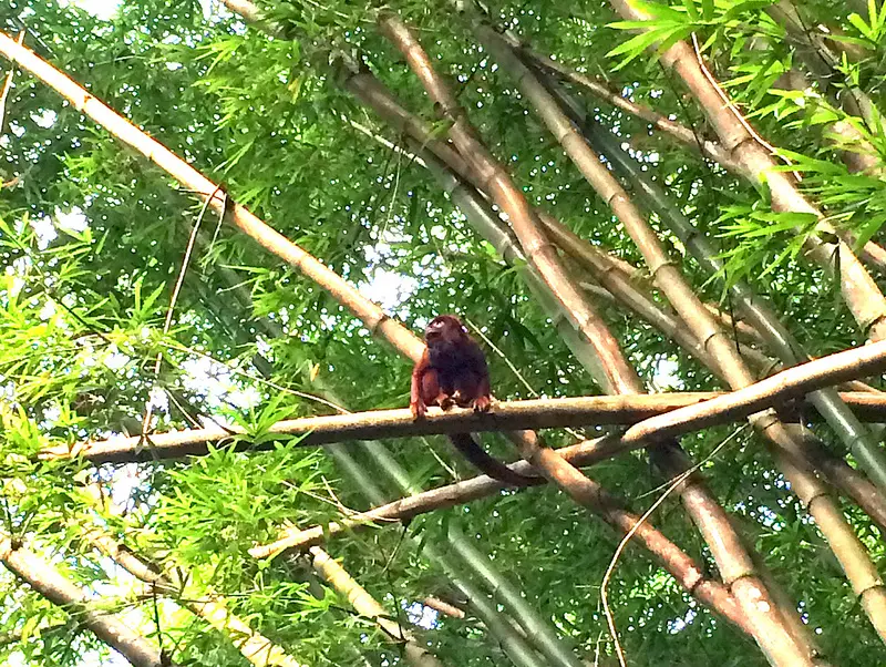 Red howler monkey in bamboo in Bamboo Cathedral, Trinidad