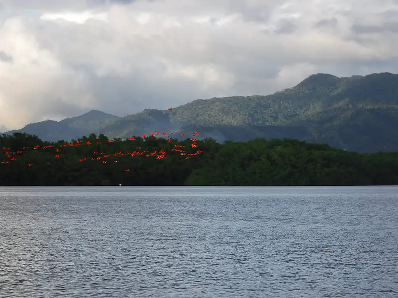 Hundreds of scarlet ibises flying home to roost in the trees at Caroni Swamp, Trinidad