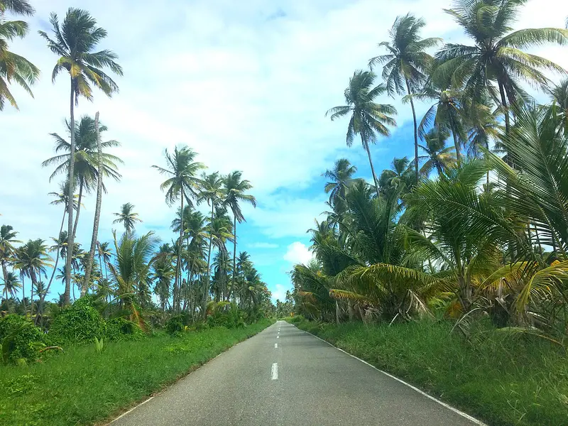 long straight road with coconut palm trees on both sides