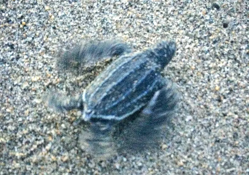 Leatherback turtle hatchling being released on the beach.
