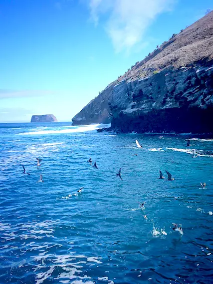 Lots of birds flying about the blue water beside a rock islet between Galapagos Islands, Ecuador