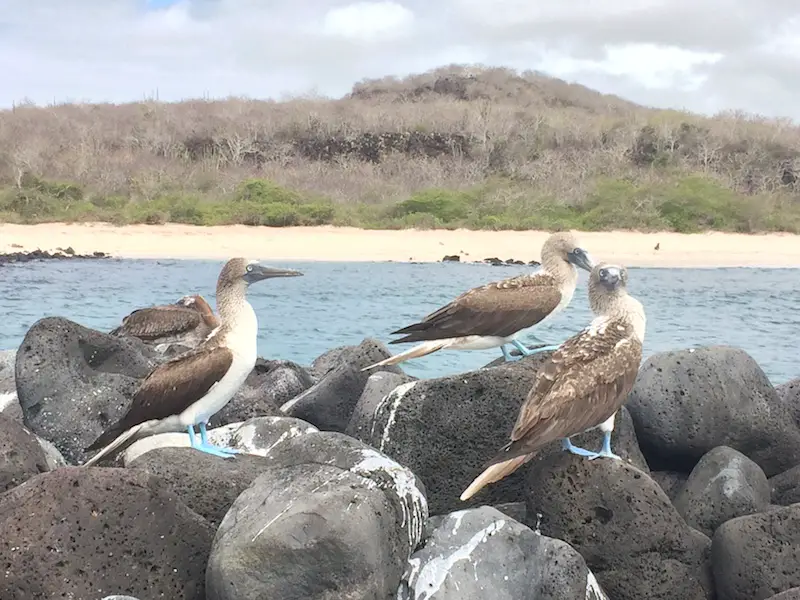 Three blue-footed boobies and a pelican on rocks with a beach in the background at Punta Carola, San Cristobal Galapagos.