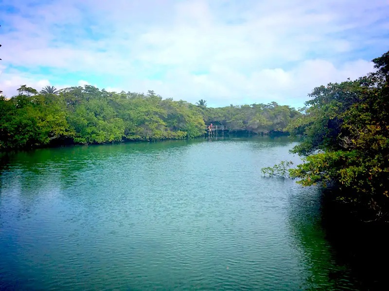 An emerald coloured lagoon surrounded by mangrove trees at Laguna de las Ninfas on Santa Cruz Island, Galapagos, Ecuador.