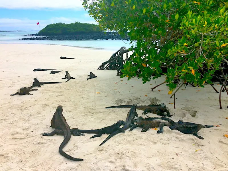 Loads of black marine iguanas laying on the beach at Tortuga Bay in the shade of a tree, Santa Cruz, Galapagos, Ecuador.