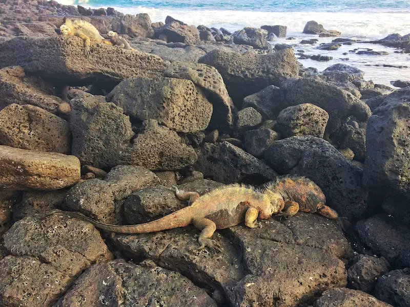 Two marine iguanas butting heads as they fight on black lava rocks with the sea behind.