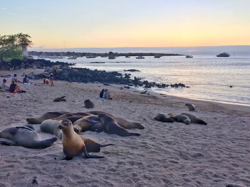 Playa Mann beach a sunset covered with sea lions and people on San Cristobal island, Galapagos.