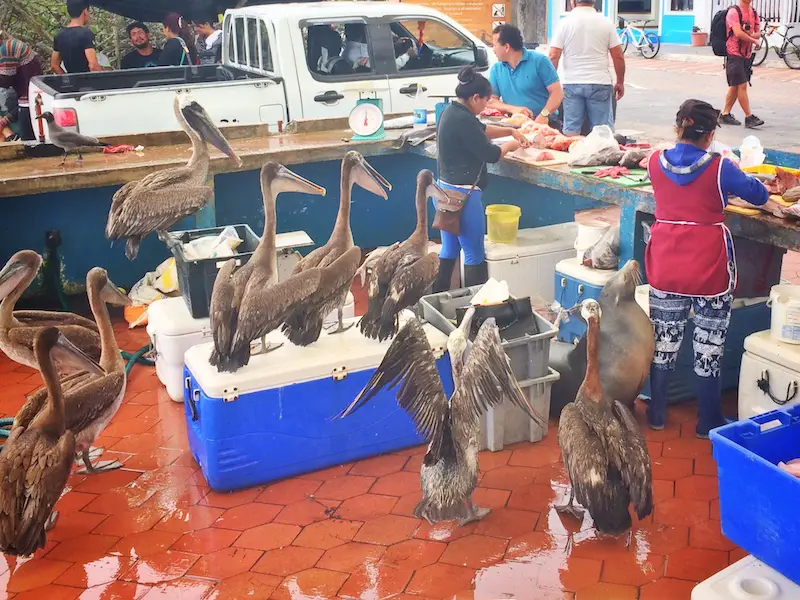 Women working at cleaning and cutting fish at Puerto Ayora Fish Market while a sea lion and many pelicans watch. Santa Cruz Island, Galapagos Ecuador