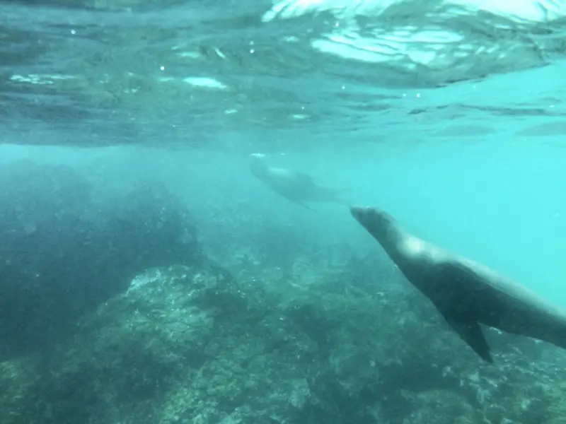 Two sea lion cubs chasing each other around a rock formation underwater while snorkelling in the Galapagos Islands, Ecuador.