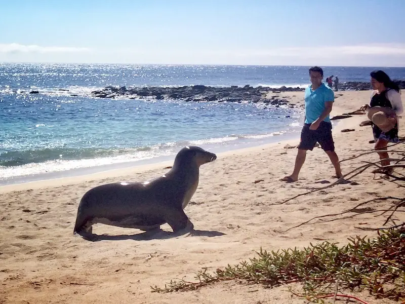 A couple walking along a beach while a large sea lion crosses their path in San Cristobal, Galapagos islands, Ecuador.