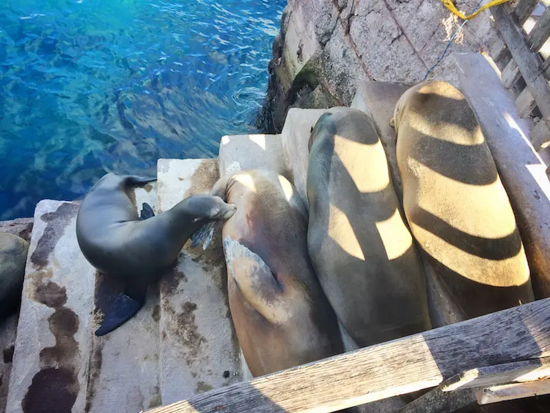 Three sea lions sleeping on steps leading up from the sea while a pup feeds from the mother. San Cristobal Island, Galapagos.