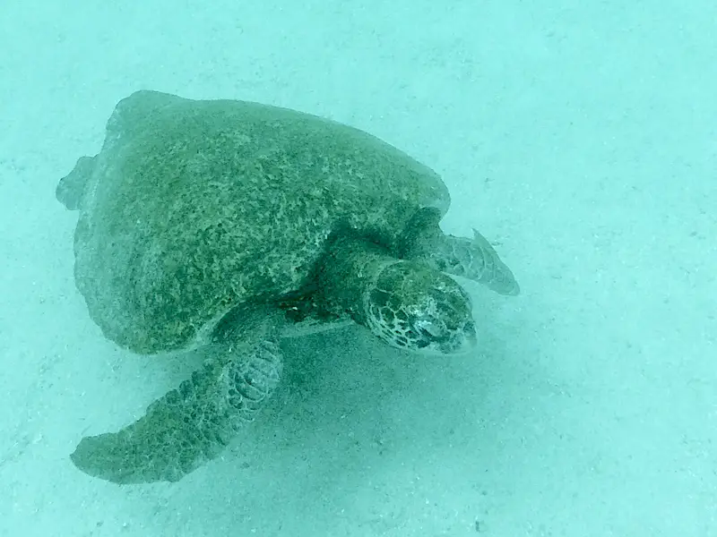 A turtle swimming along the sea bed in blue waters in the Galapagos Islands, Ecuador.