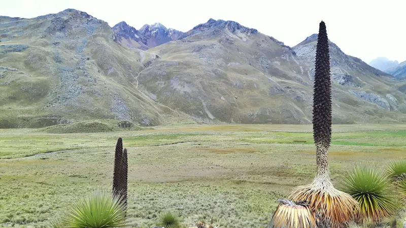 Tall, skinny plants with bushy leaves at the bottom in the Andes Mountains in Peru.