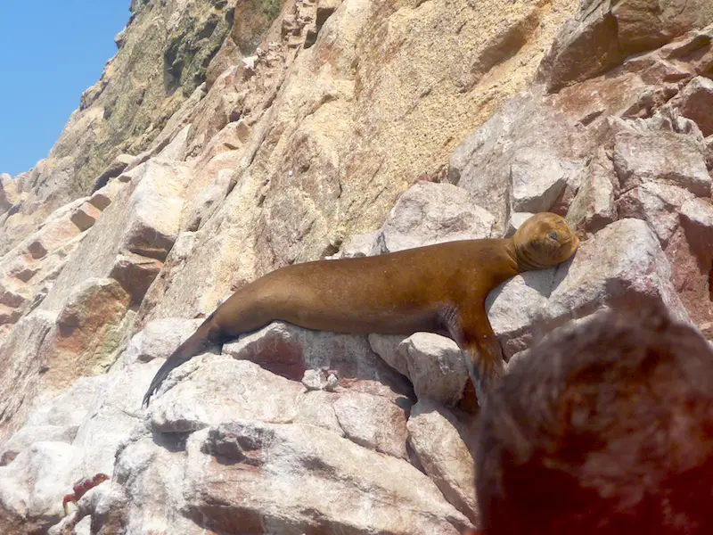 Small sea lion lazing on rocks at Islas Ballestas, Peru