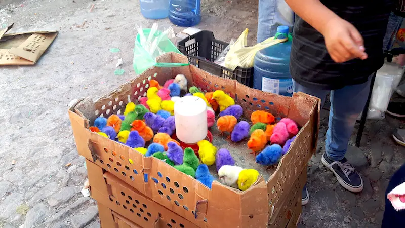 Box full of baby chicks dyed bright colours at Chapala market, Mexico.