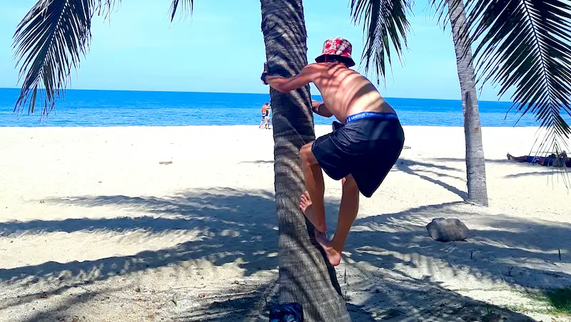 Man trying to climb a palm tree to get a coconut on a tropical beach in San Pancho Mexico.