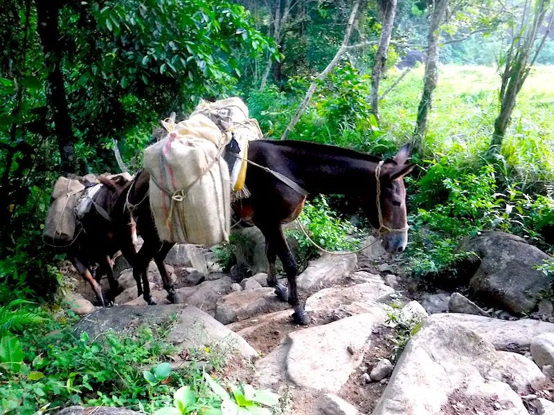 Mules with heavy loads on the trail to Lost City, Colombia.