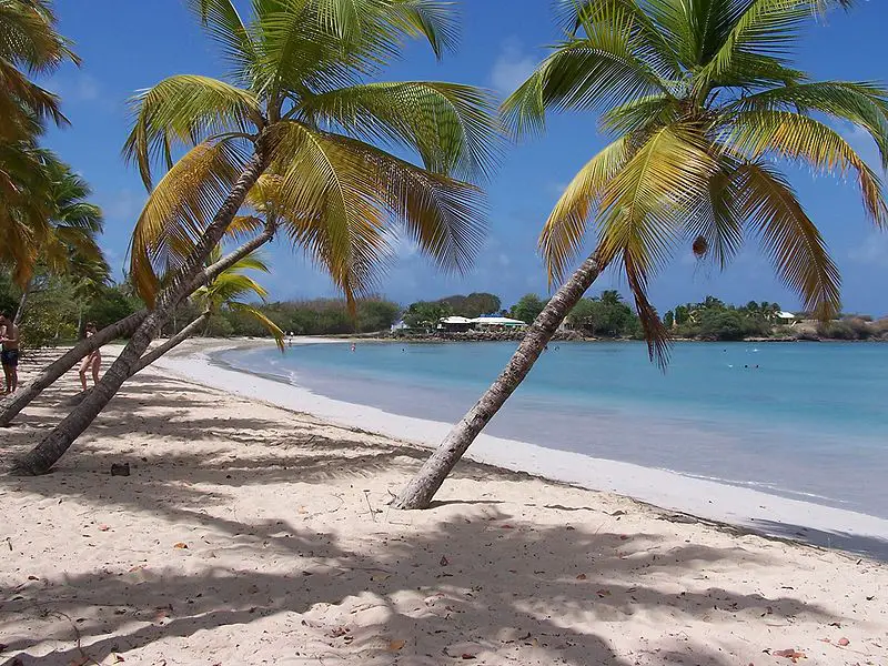 Leaning palm trees on a Caribbean beach in Martinique.