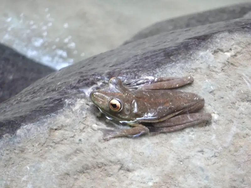 Brown tree frog sitting in water at Turure Watersteps, Trinidad