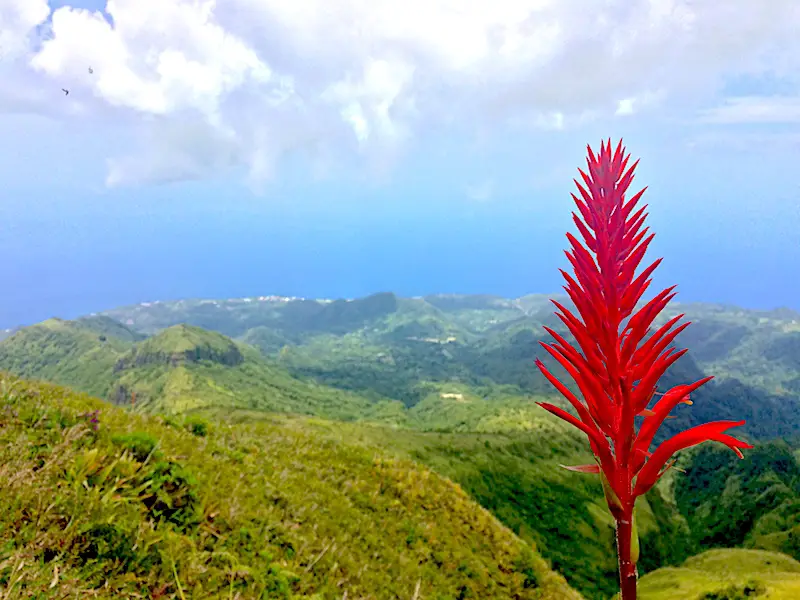 Bright red flower with view from the top of Mont Pelee volcano in background, Martinique.