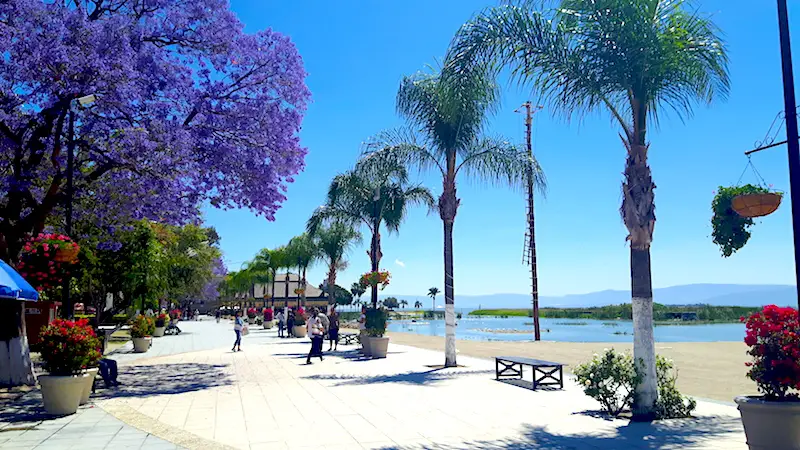 Purple flowering trees along a wide boardwalk with Lake Chapala beside on a sunny day in Mexico.