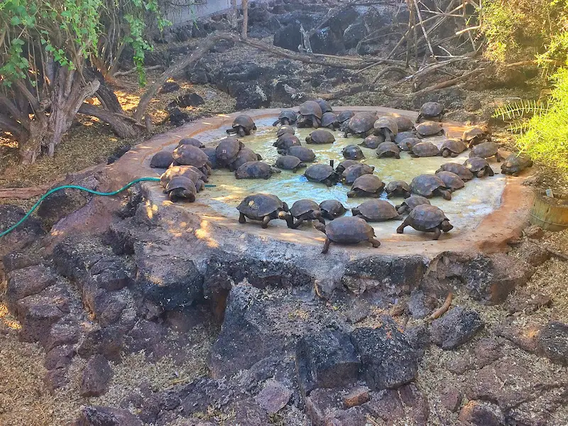 Man-made pond filled with baby giant Galapagos tortoises, Santa Cruz Island.