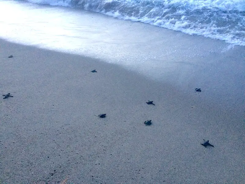 Turtle hatchlings reaching the Caribbean Sea in Grande Riviera Trinidad at sunset.