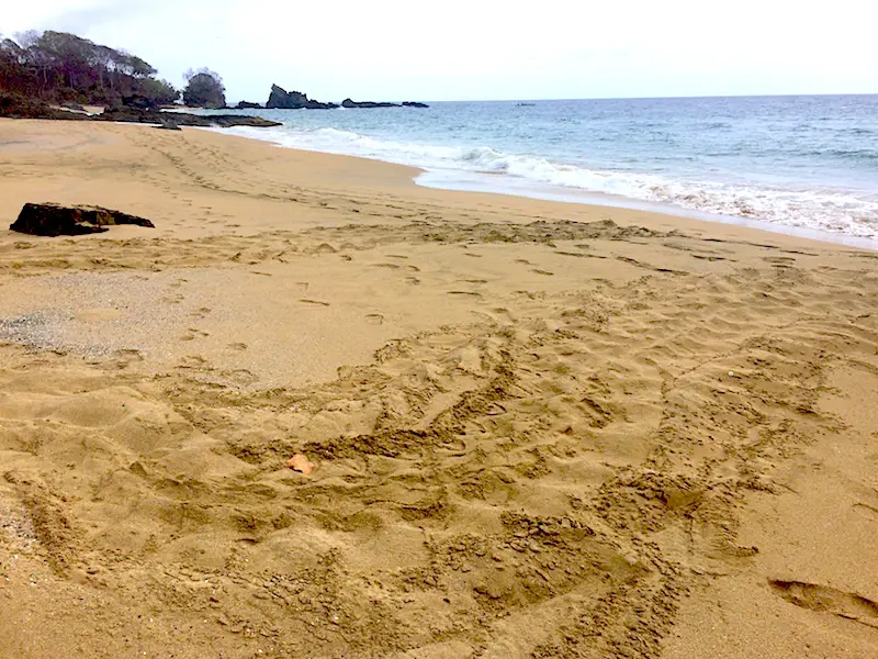 Leatherback turtle tracks in the sand of Back Bay, Tobago