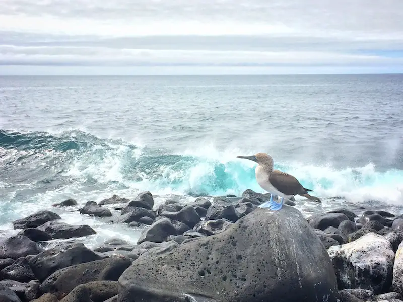 A blue footed boobie sitting on black rocks with large blue waves crashing behind at Punta Carola, Galapagos