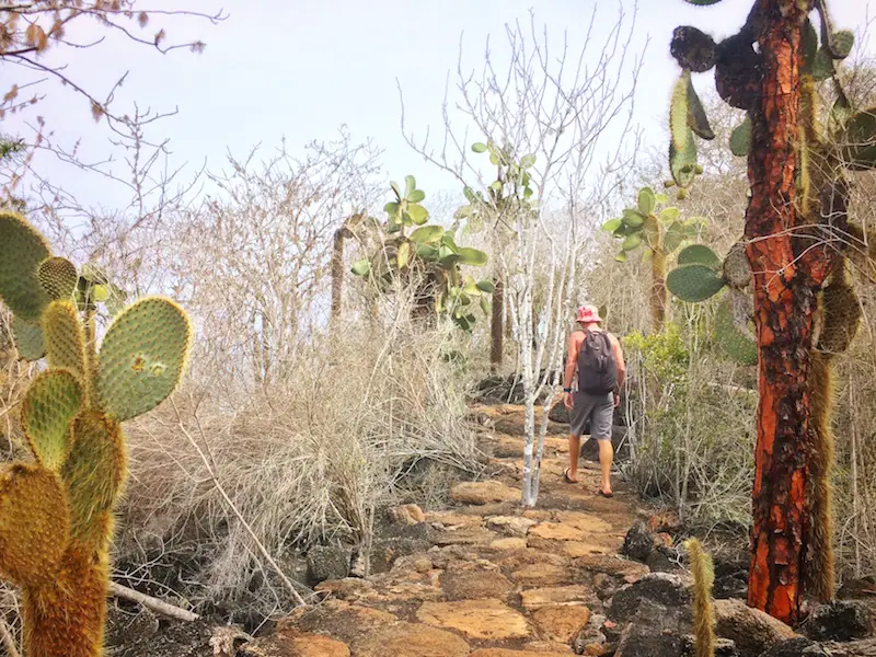 Man walking along a lava rock path surrounded by cactus trees near Las Grietas, Galapagos