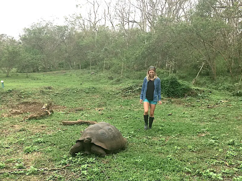 Woman walking through a field with a giant Galapagos tortoise, Santa Cruz, Ecuador