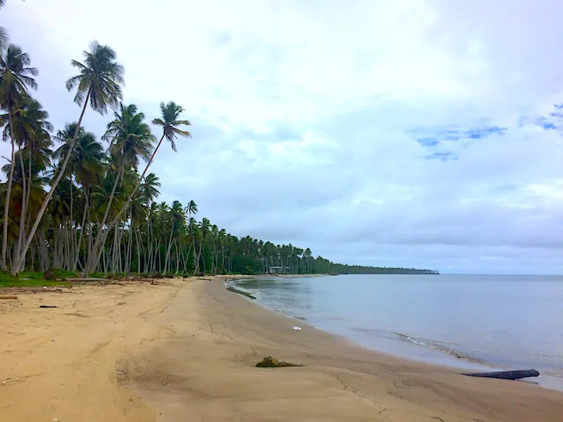 Sweeping golden bay with thousands of coconut palm trees and cloudy sky, Columbus Bay, Trinidad