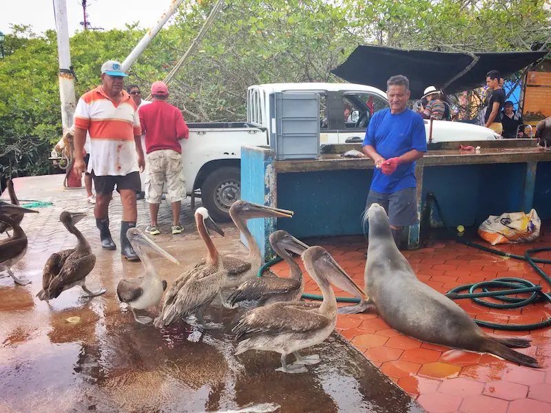 Puerto Ayora Fish Market Santa Cruz PAST THE POTHOLES